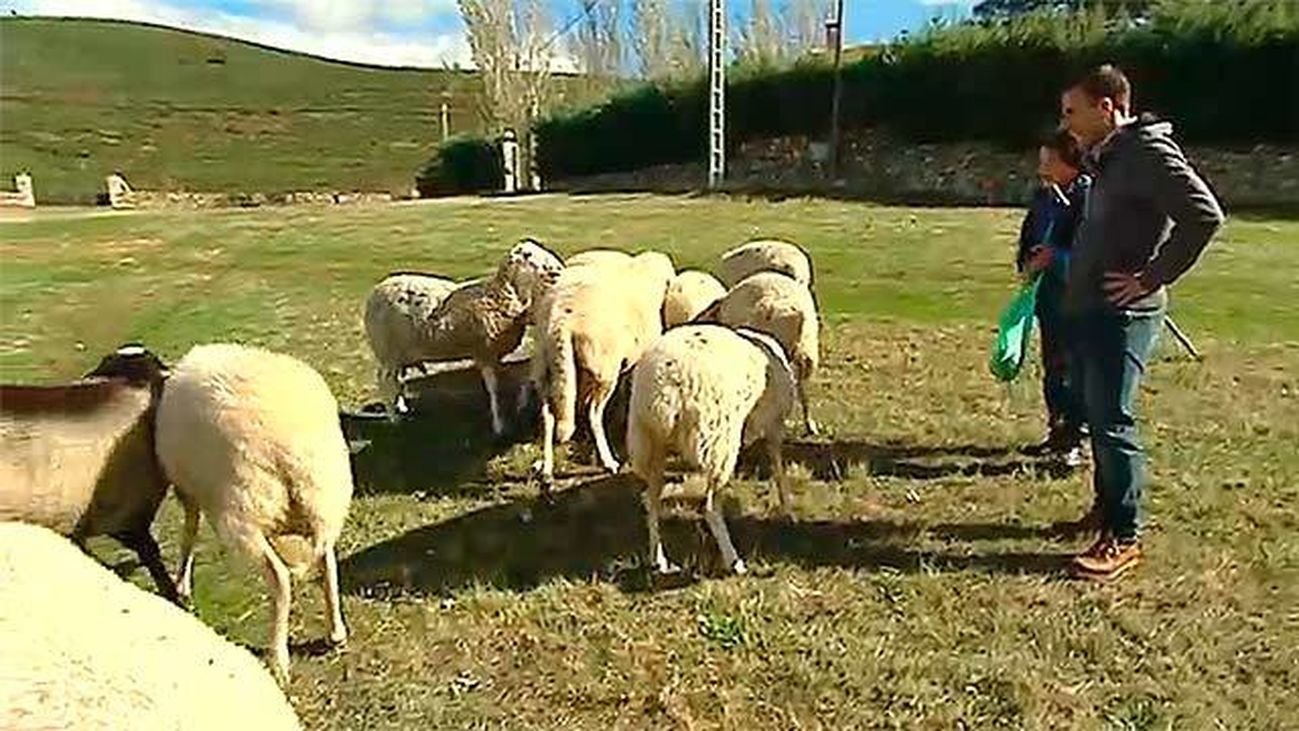 Robledillo de la Jara: Las ovejas de Aquilina