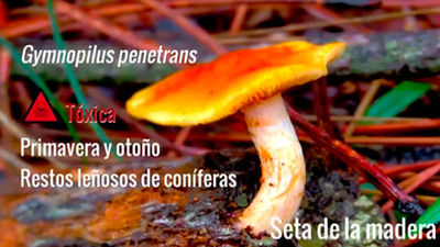 Gymnopilus penetrans o seta de la madera