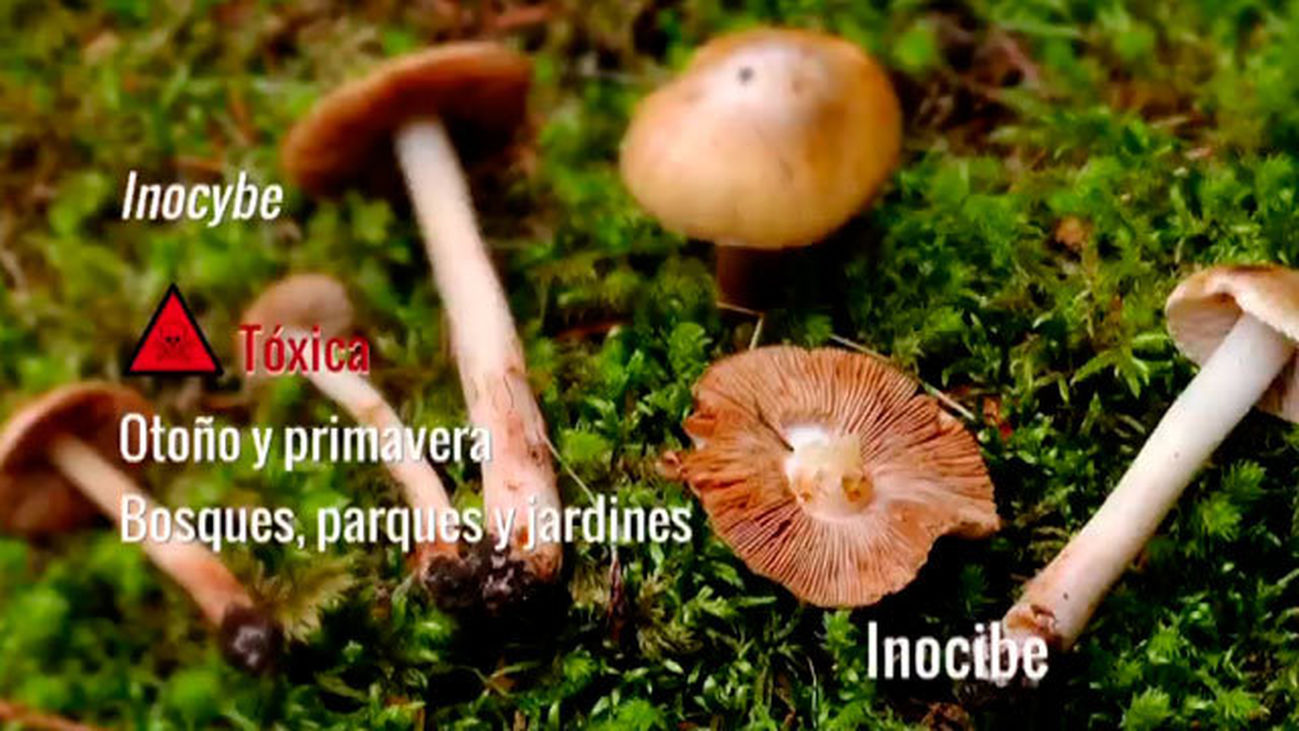 Inocybe o Inocibe