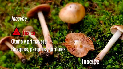 Inocybe o Inocibe