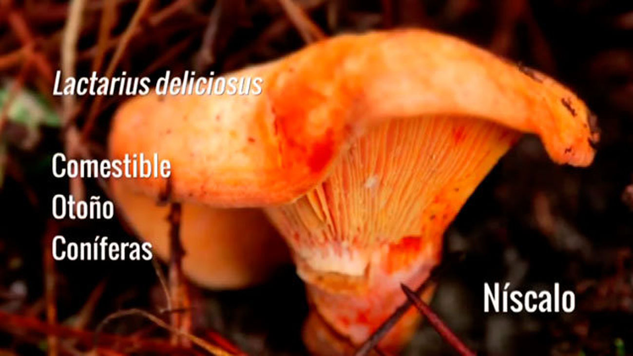 Lactarius deliciosus o Níscalo