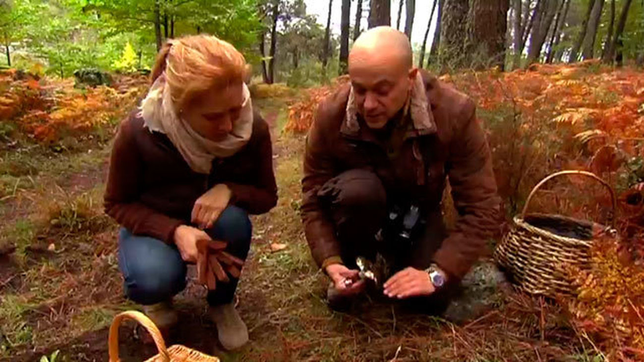 Níscalos en Cenicientos