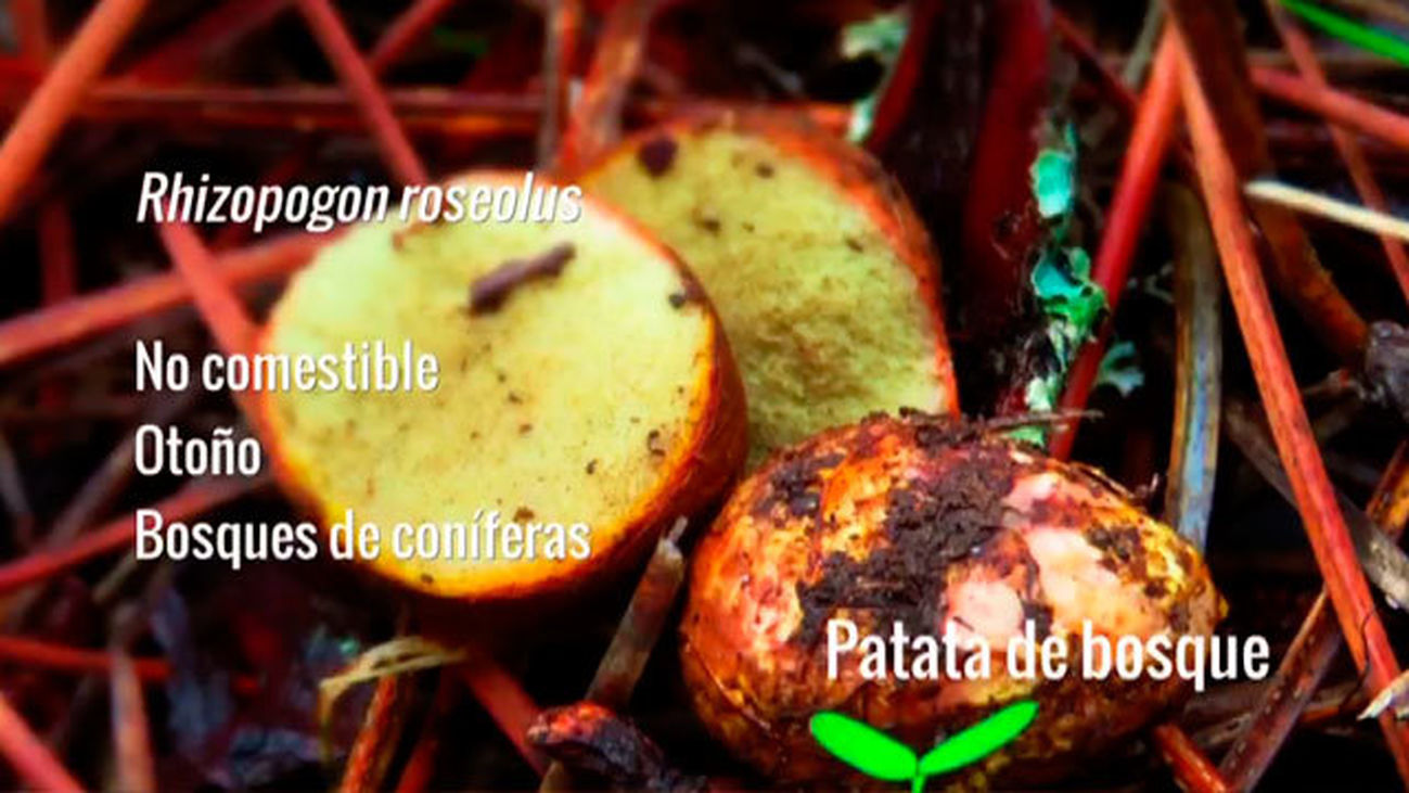 Rhizopogon roseolus o Patata del bosque