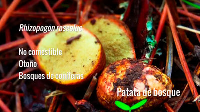 Rhizopogon roseolus o Patata del bosque