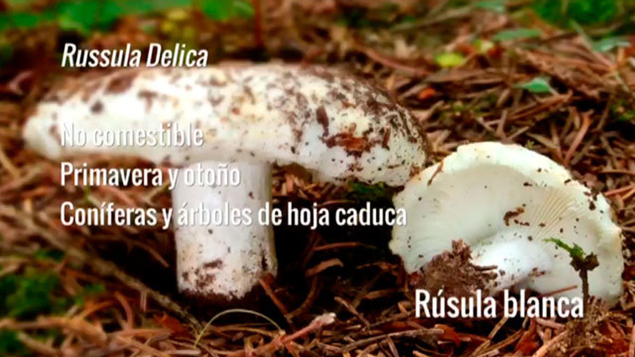La Russula Delica o Rúsula blanca
