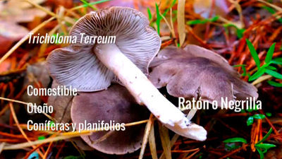 Tricholoma Terreum o Negrilla