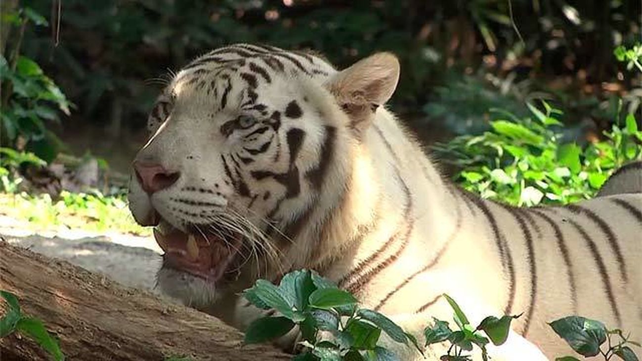 Un zoo en plena selva tropical y sin barreras