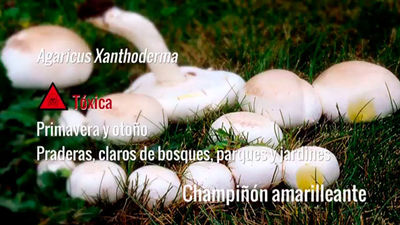 Agarius Xanthoderma o Champiñón amarilleante