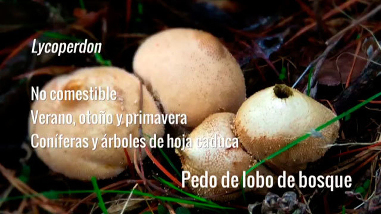 Lycoperdon o Pedo de lobo
