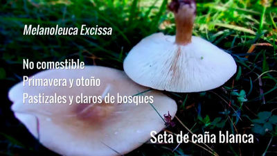 Melanoleuca Excissa o Seta de caña blanca