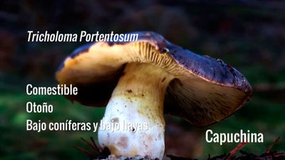 Tricholoma Portentosum o Capuchina