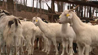 La Comunidad construirá refugios para el ganado para evitar los ataques de lobos