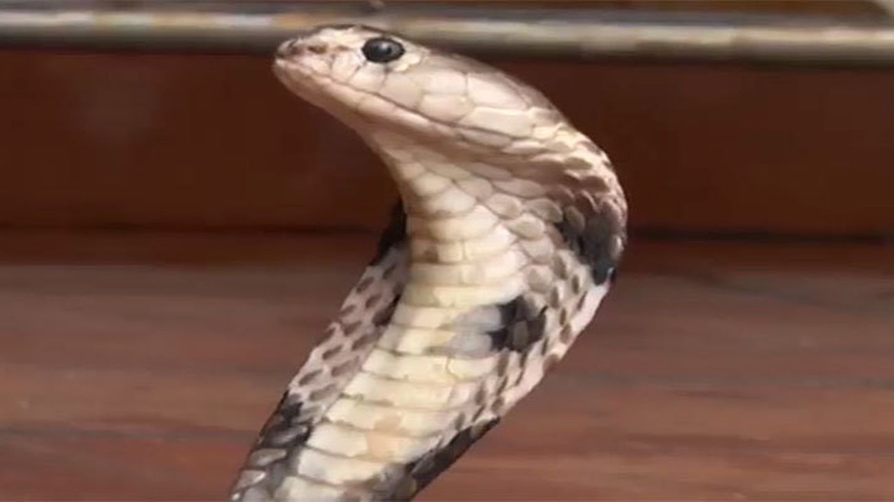 Al rico aperitivo de serpiente