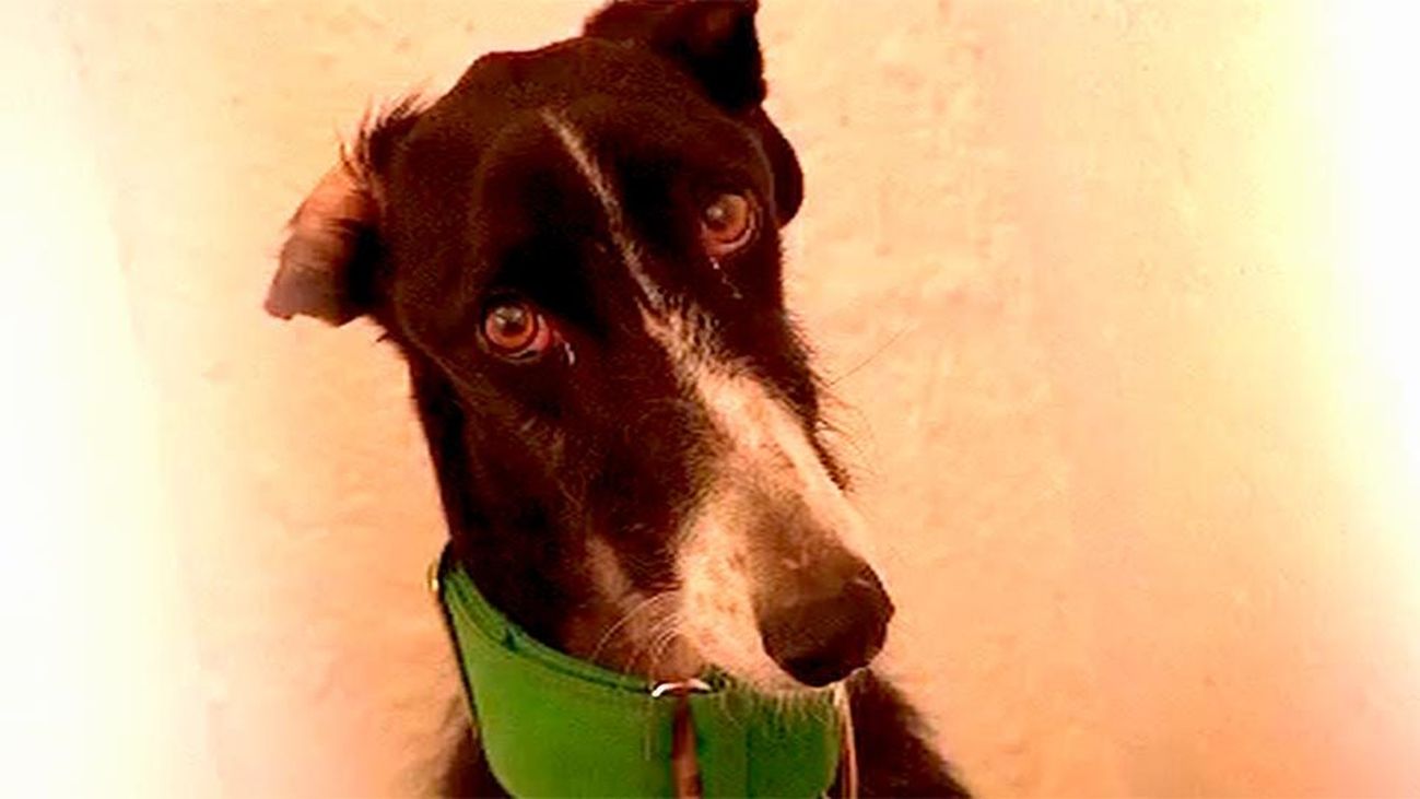 Los perros que nadie quiere