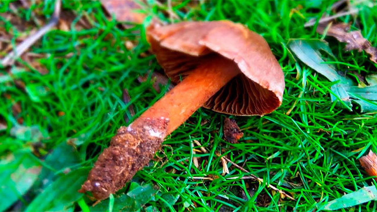 Cortinarius, la mayoría son tóxicas