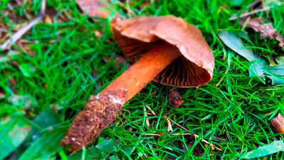 Cortinarius, la mayoría son tóxicas