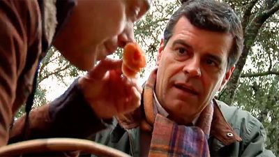 El Encantador de Setas: Pie azul en Buitrago de Lozoya