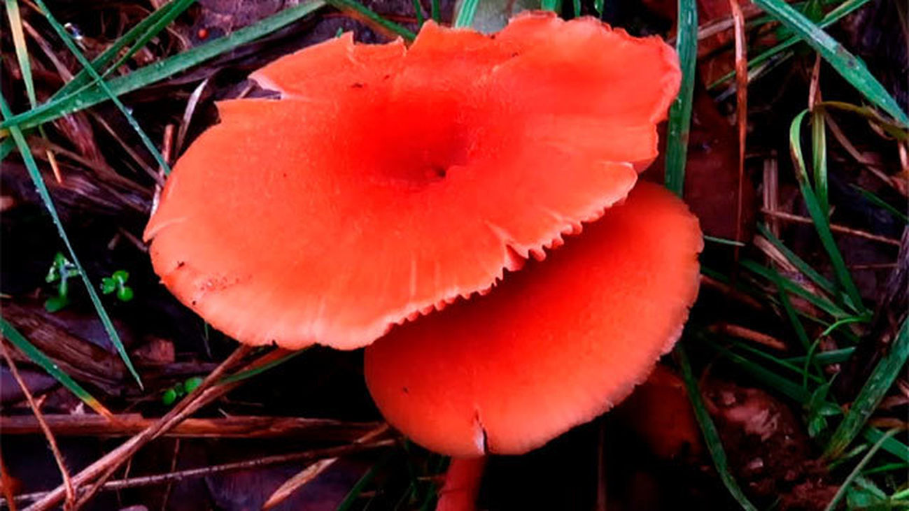 Laccaria, una seta que provoca cáncer a largo plazo