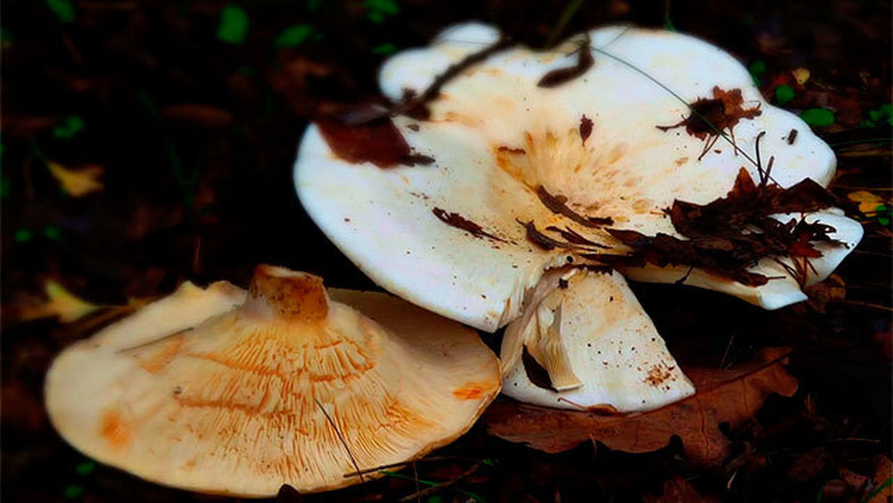 Seta de brezo gigante