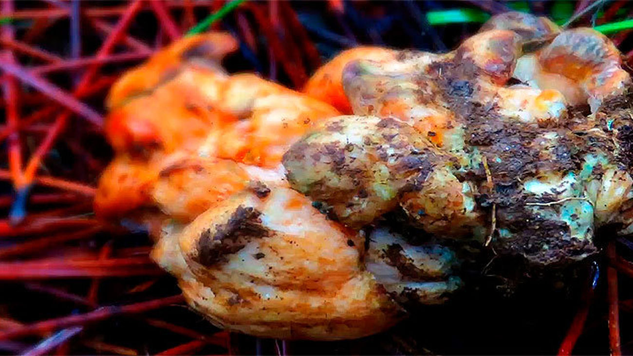 El níscalo parasitado, una delicia desconocida