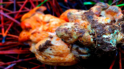 El níscalo parasitado, una delicia desconocida