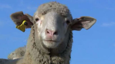 Más de 600 ovejas pastan en Boadilla este domingo para evitar incendios