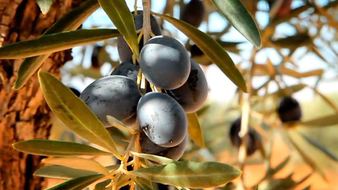 Valdilecha: Tradición olivarera