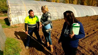 Valdilecha: La escarola, estrella de la huerta