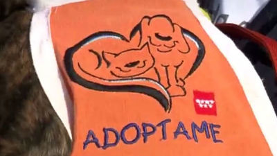 Las adopciones de animales de compañía del tercer trimestre suben un 14%