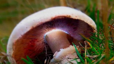 Champiñón de pradera, uno de los mejores comestibles
