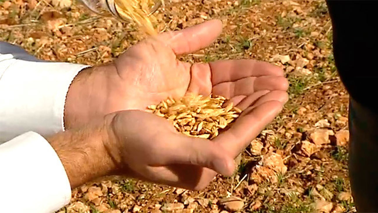 Pezuela de las Torres: La espelta, el cereal del futuro