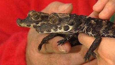 Animales exóticos en casa