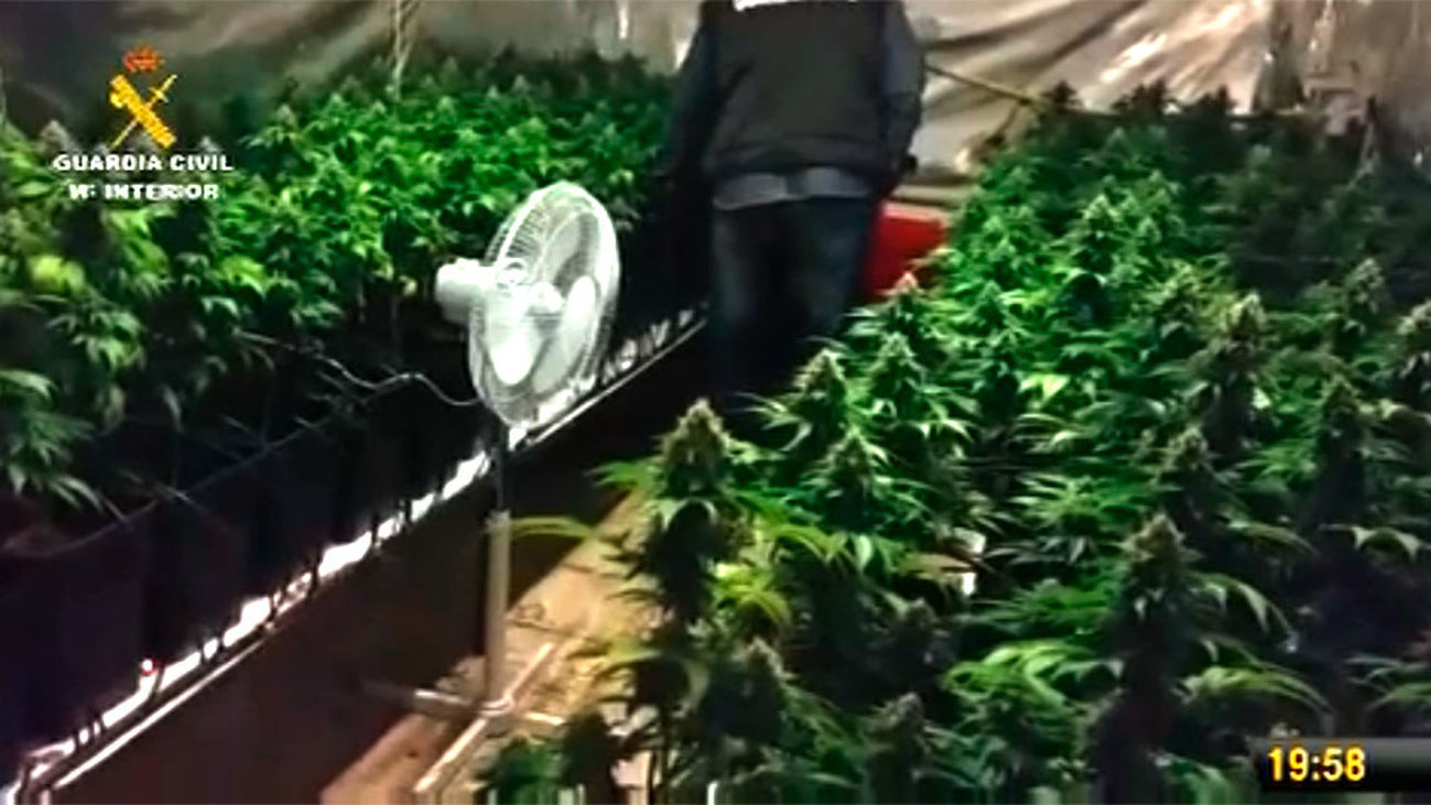 Una plantación de marihuana en un taller de Humanes
