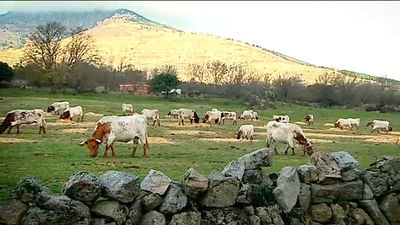 Los Molinos: Vacas andaluzas en la sierra madrileña