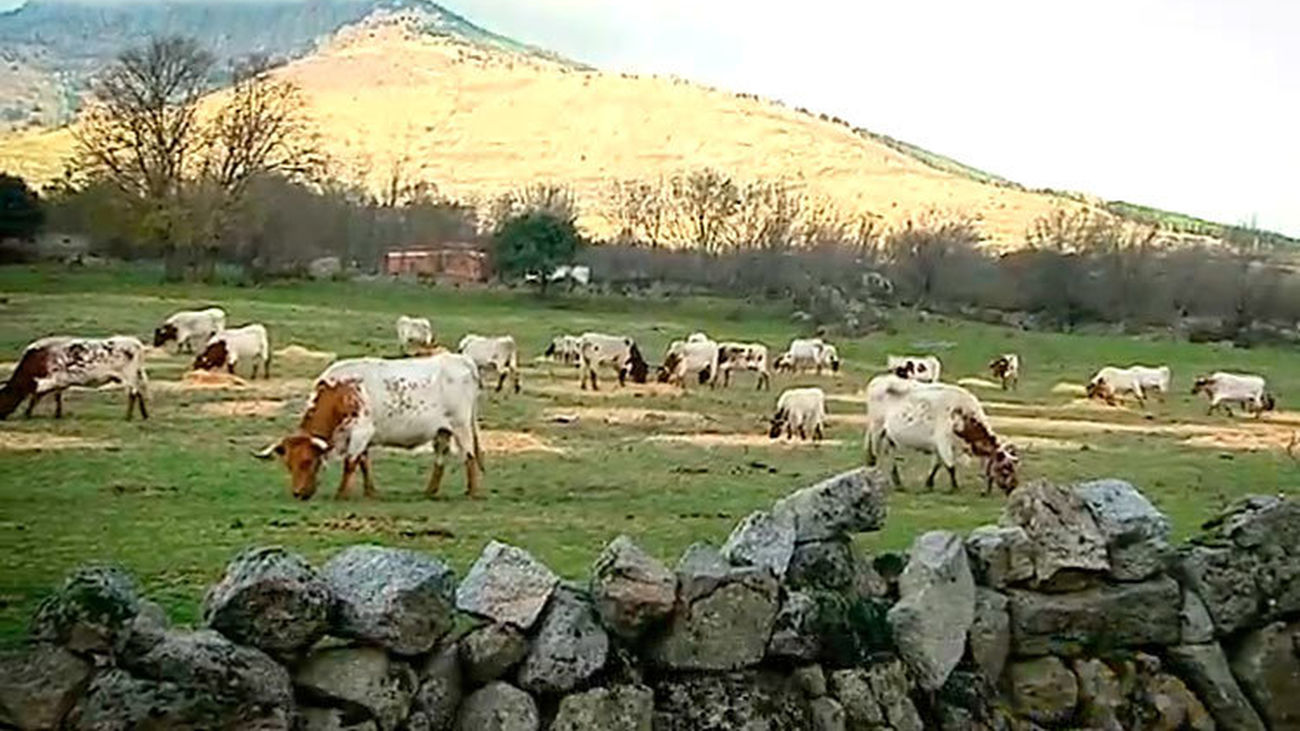 Los Molinos: Vacas andaluzas en la sierra madrileña