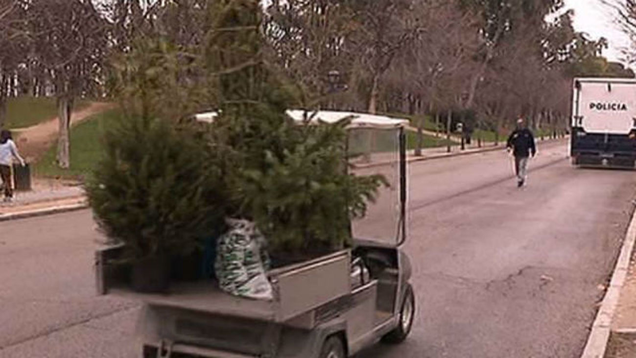 Recogida de árboles de Navidad