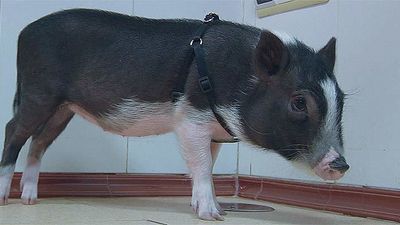 Animalia: Gina, la cerdita borracha