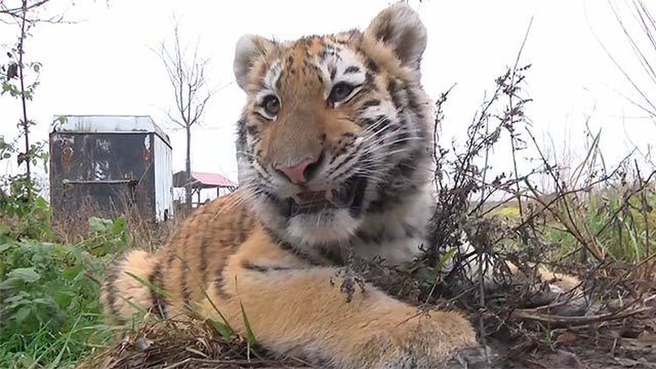 Kostolna Pri Dunaji, el santuario del tigre siberiano