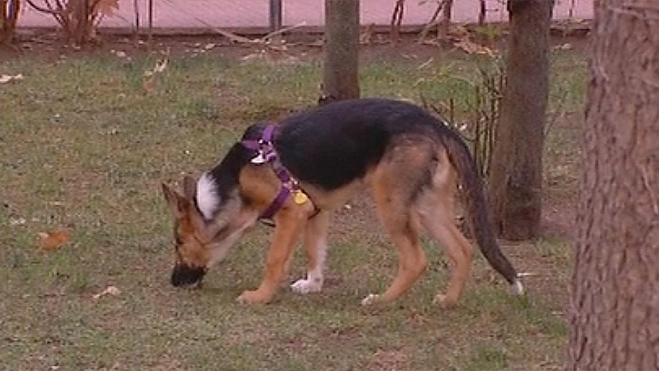 El 'envenenador de perros' de Alcalá