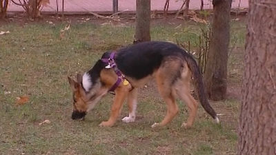 El 'envenenador de perros' de Alcalá