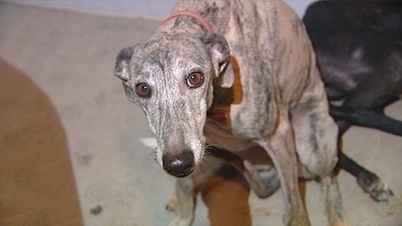 Primer caso de un perro contagiado de viruela del mono por humanos