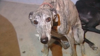 Vivía con cinco galgos hacinados en un cuartucho