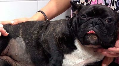 Animalia: Luna, la perrita que nació macho