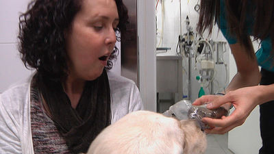 Animalia: Oki, el perro comedor de toallas