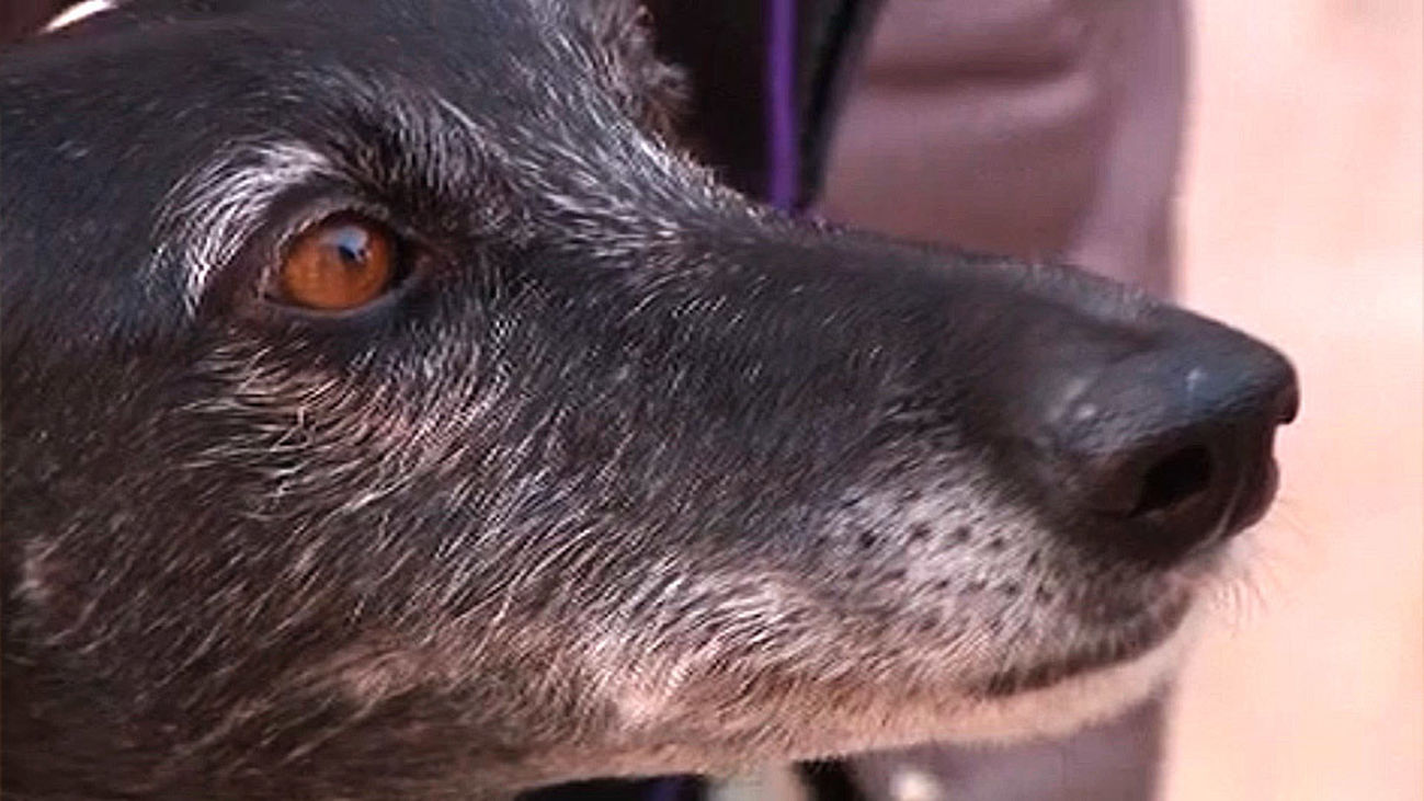 Otro envenenador de perros, ahora en Valdemoro