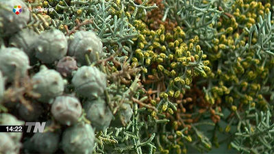 La Comunidad activa su sistema de información de niveles de polen