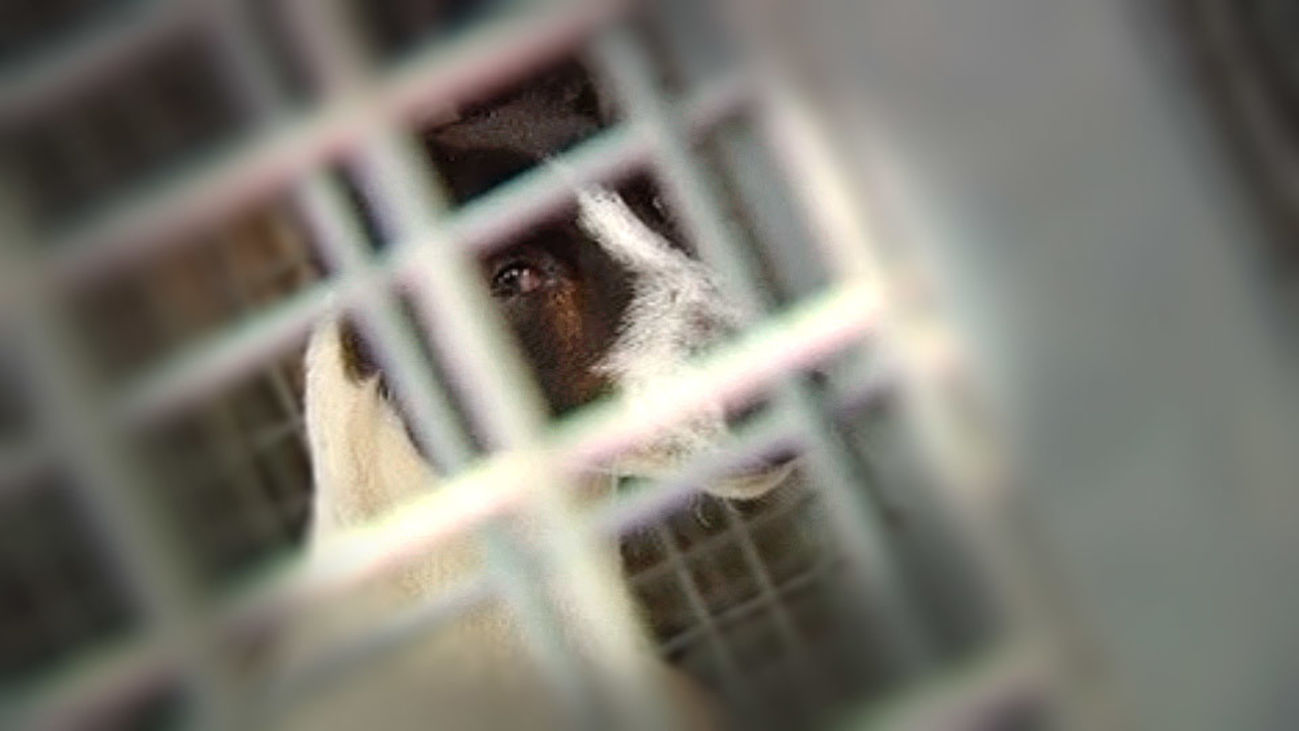 La perrera de la polémica en Alcalá de Henares