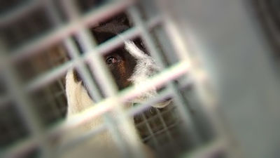 La perrera de la polémica en Alcalá de Henares