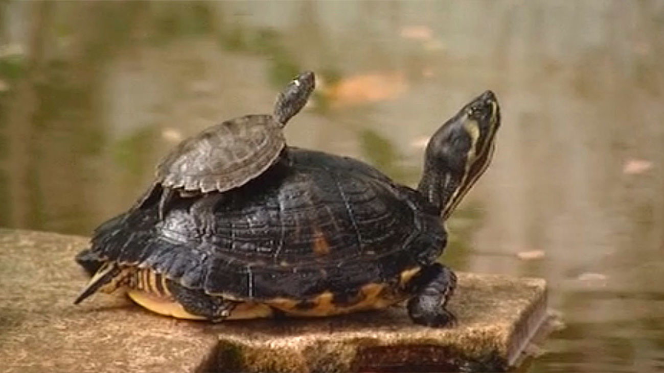Tortugas caníbales en Atocha