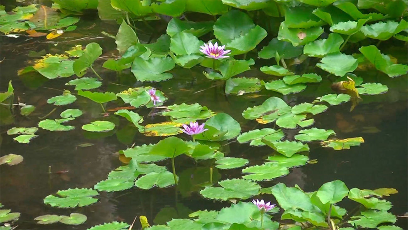Balata, un jardín botánico caribeño